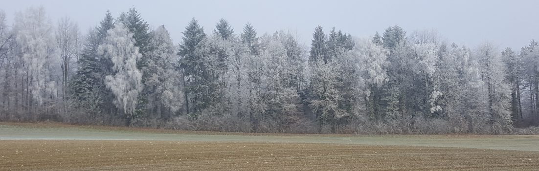 frostiger Waldrand