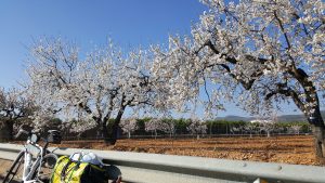 weisse Mandelblüten