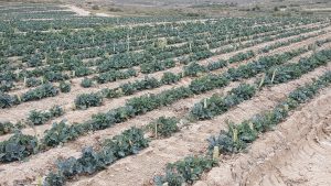 Spargeln und Broccoli