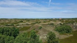 Dünenlandschaft auf Spiekeroog