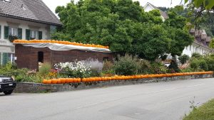 Kürbisse in Spreitenbach