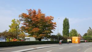 Herbst am Zürichsee
