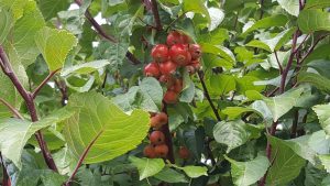 am Klingnauer Stausee