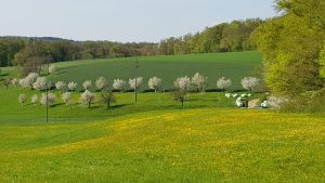 Obstbäume am Bözberg