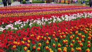 Keukenhof