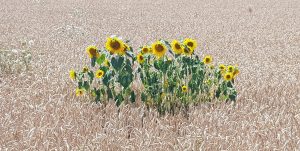 Getreide und Sonnenblumen