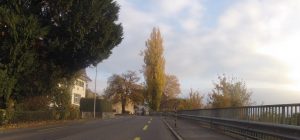 Pappel beim Schloss Brestenberg