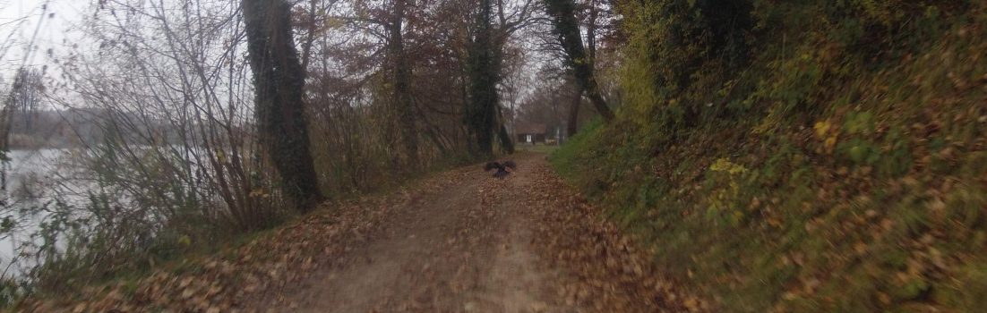 Kraehe auf dem Radweg