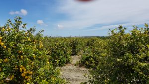 Zitronenplantage
