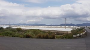 Treibhäuser so weit das Auge reicht