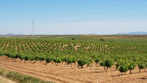 Rebenstöcke ohne Ende