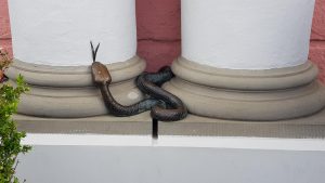 Rostock, die Schlange von Rostock