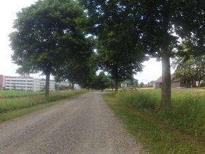 Feldweg bei Windisch