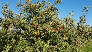 Apfelbäume bei Rüfenach