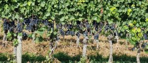 Weintrauben am Strassenrand