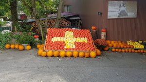 Kürbisse in Steinmaur