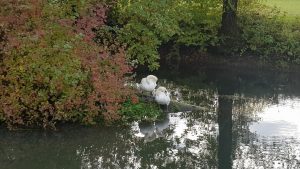 Schwäne bei der Abendtoilette