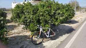 Blühender Orangenbaum