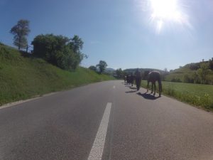 von Elfingen nach Bözen