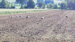 Störche im Bünztal