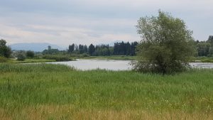 Naturschutzgebiet Flachsee