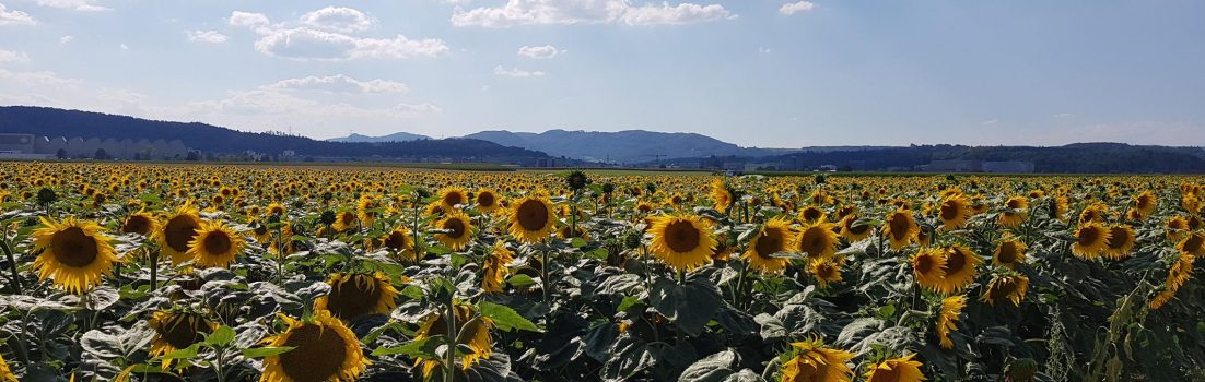 Reusstal – Birrfeld