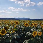 Sonnenblumenfeld im Birrfeld