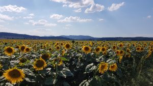 Sonnenblumenfeld im Birrfeld