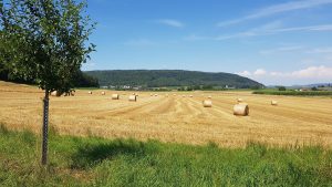 Geerntetes Getreidefeld bei Riniken