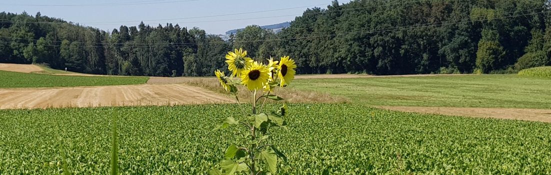 Sonnenblume im falschen Feld