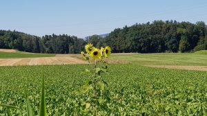 Sonnenblume im falschen Feld