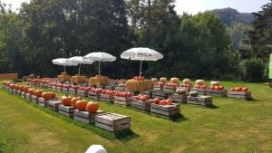 Kürbisse zum Verkauf