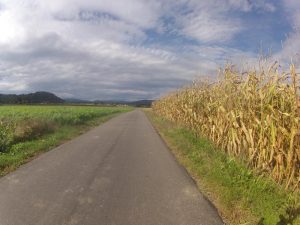 zwischen Dottikon und Othmarsingen