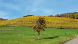 Weinberg bei Tegerfelden
