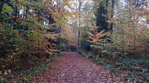 Herbstlicher Wald