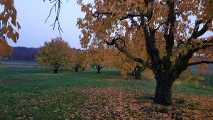 Kirschbäume im Rheintal