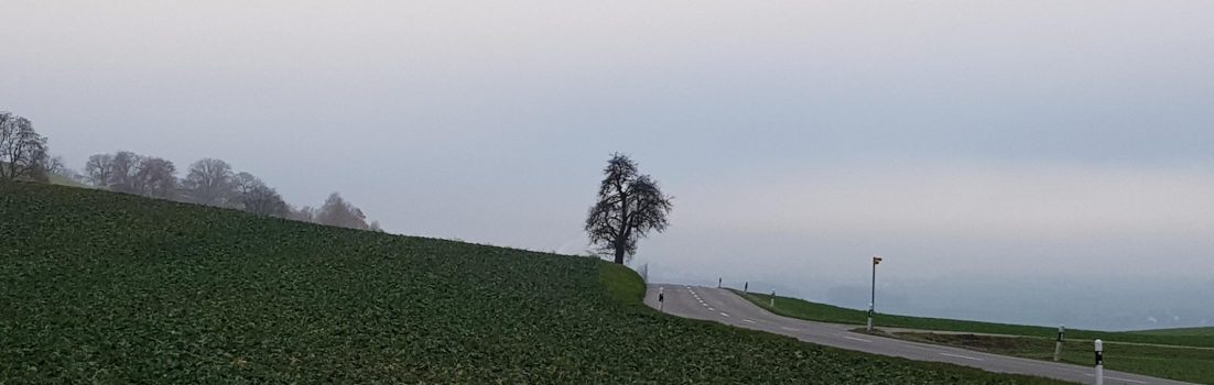 Baum unter Nebeldecke