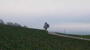 Baum unter Nebeldecke