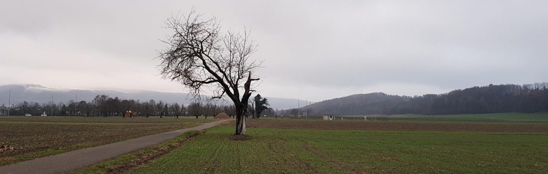 Winterstimmung im Rheintal
