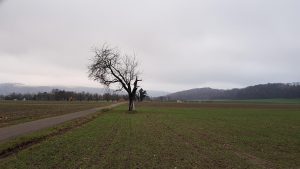 Winterstimmung im Rheintal