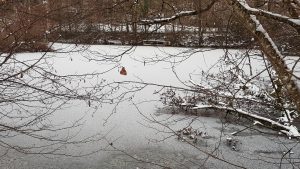 Gefrorener Weiher bei Dättwil