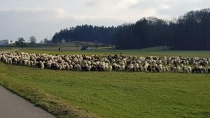 Mit Heisshunger das Reusstal hinunter