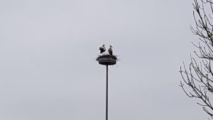 Bewohner im Storchennest