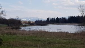 Am Flachsee bei Bremgarten