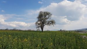 Frühling im Bünztal