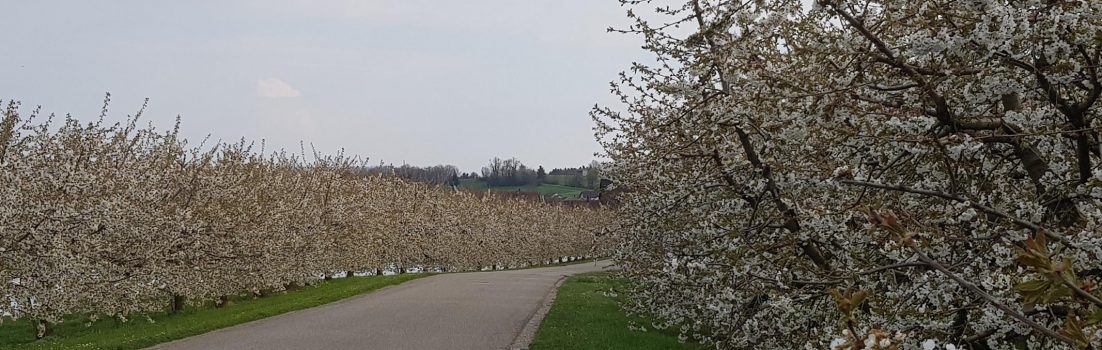 Kirschblüten in Veltheim