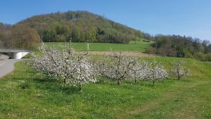 Obstbäume im Surbtal