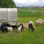 Schafe mit ihren Lämmern