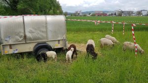 Schafe mit ihren Lämmern
