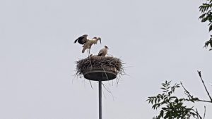 Storchennest in Niederwil